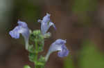 Heartleaf skullcap